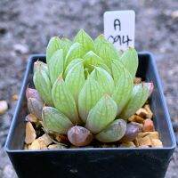 Haworthia orbis n.n lB11777 ออเบีย A094