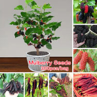 คุณภาพสูง หวาน อร่อย 300เมล็ด/ซอง มัลเบอร์รี่ เมล็ดพันธุ์ Dwarf Hybrid Mulberry Fruits Seeds for Gardening คุณค่าทางโภชนาการที่ดีต่อสุขภาพและสูง เมล็ดพันธุ์ผลไม้ Plants พันธุ์ไม้ผล ระเบียงชมวิว ต้นบอนไซ ไม้ประดับ อัตราการงอกสูง เติบโตอย่างรวดเร็ว