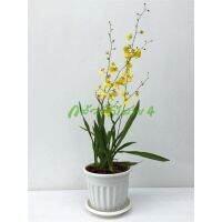 Pro +++ ต้นกล้วยไม้กระถางติดดอกสีเหลือง ออนซิเดียม (Orchid Oncidium Plant Pot) 3 ต้น ความสูง 80 ซม. พร้อมกระถางและถาดรองสีขาว ราคาดี พรรณ ไม้ น้ำ พรรณ ไม้ ทุก ชนิด พรรณ ไม้ น้ำ สวยงาม พรรณ ไม้ มงคล