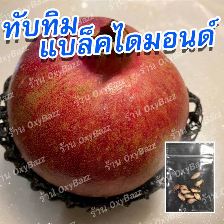 เมล็ดพันธุ์ทับทิมแบล็คไดมอนด์-10เมล็ด-black-diamond-pomegranate-ไม้มงคล-เมล็ดพันธุ์ทับทิม-เมล็ดต้นทับทิม