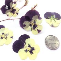 10pcs/lot Two color sweet violet Small dried flowers Preserved Flower materials for diy bookmark mobile phone shell card