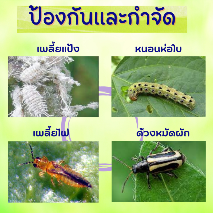 ยากำจัดแมลง-เพลี้ยไฟ-แอสเซนด์-ฟิโพรนิล-100ml-กำจัด-มด-ปลวก-หนอน