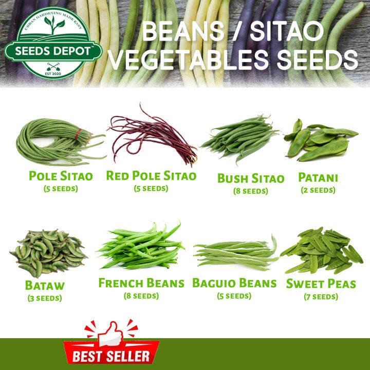 String Beans Sitao Green Beans Seeds Red Pole Sitao Bush Sitao Baguio