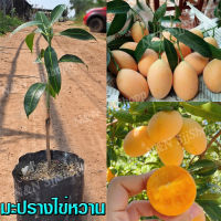 มะปรางไข่หวาน 1 ต้น ต้นเสียบยอดสูงประมาณ 35-40 ซม.  ผลสุกเนื้อหนาเม็ดลีบ ออกผลปีละครั้งตามฤดูกาล มีต้นพันธุ์พร้อมส่ง