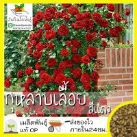 เมล็ดพันธุ์ กุหลาบเลื้อย กุหลาบ สีแดง 30 เมล็ด Red Rose Seed เมล็ดพันธุ์แท้ นำเข้าจากต่างประเทศ ปลูกผัก สวนครัว ถูกดี by DavyJone