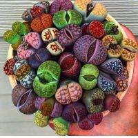 50 เมล็ดพันธุ์ เมล็ด ซักคิวเลนต์ หรือ ไม้อวบน้ำ กระบองเพชร ไลทอปส์ (Lithops) Succulent seeds อัตราการงอก 80-85%