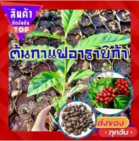 ต้นกาแฟอาราบิก้า-จาวา (Java) สายพันธุ์หายาก ยอดแดง ขนาดพร้อมปลูก 1 ต้น/แพค