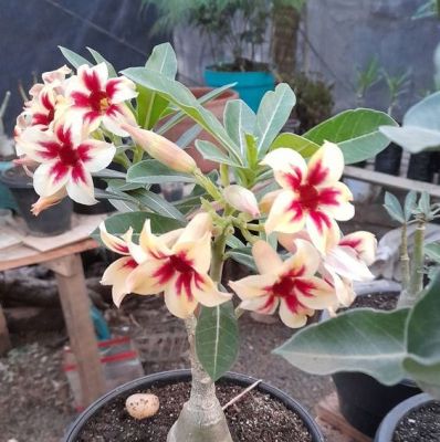 2 เมล็ด เมล็ดพันธุ์ ชวนชม สายพันธุ์ Hazel สีเหลืองแดง Bonsai Desert Rose Adenium Seed กุหลาบทะเลทราย ราชินีทะเลทราย บอนไซ มีคู่มือปลูก