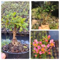 เชอรี่แคระ ?[ Dwarf Barbados Cherry ] ไม้ทำบอนไซจิ๋ว กระถาง 3”