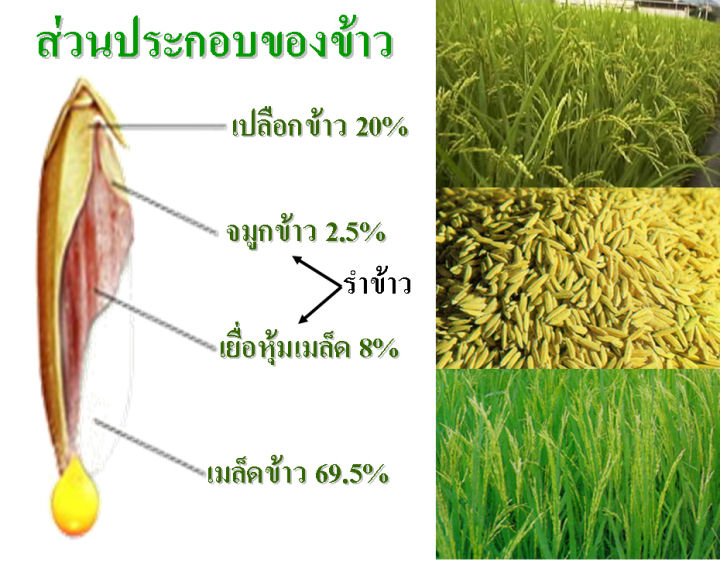 ส่งฟรี-โอรีซา-อี-กิฟฟารีน-น้ำมันรำข้าว-น้ำมันจมูกข้าวแคปซูล-oryza-e-giffarine-ผสมน้ำมันจมูกข้าวสาลี-และวิตามินอี-กิฟฟารีน