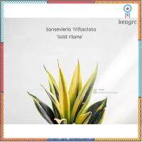 ลิ้นมังกรโกลด์เฟลม Sansevieria Trifasciata (Gold Flame) ฟอกอากาศ สินค้ามีจำนวนจำกัด