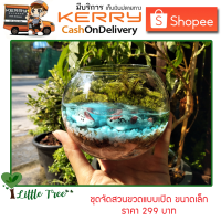 สวนในขวดแก้ว DIY ชุดเจลน้ำสีฟ้า 299 บาท ไซต์ S