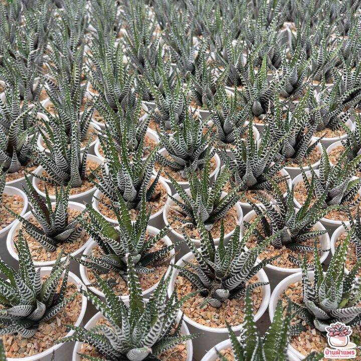 pro-โปรแน่น-ม้าลายเส้นใหญ่-haworthia-fasciata-big-band-ไม้อวบน้ำ-กุหลาบหิน-cactus-amp-succulentหลากหลายสายพันธุ์-ราคาสุดคุ้ม-พรรณ-ไม้-น้ำ-พรรณ-ไม้-ทุก-ชนิด-พรรณ-ไม้-น้ำ-สวยงาม-พรรณ-ไม้-มงคล