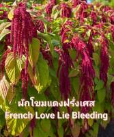 ผักโขม ผักโขมฝรั่งเศส เมล็ดพันธุ์ผักโขมดอกแดงฝรั่งเศส French Love Lie Bleeding Seed  10 บาท