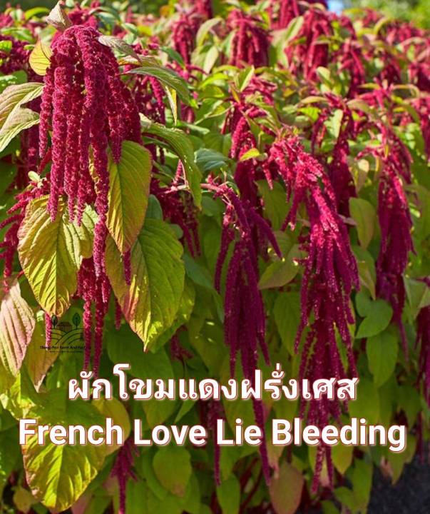 ผักโขมฝรั่งเศส-french-love-lie-bleeding-seeds-เมล็ดพันธุ์ผักโขมดอกแดงฝรั่งเศส-10-บาท-ผักโขม