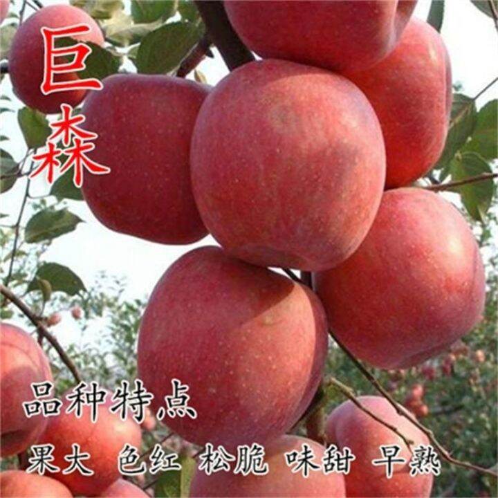 Southern apple saplings giant apple seedlings grafted seedlings was the potted plant Lazada PH