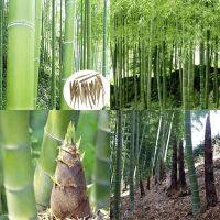 5 เมล็ด ไผ่โมโซ - Moso Bamboo