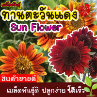 ดอกทานตะวันแดง  Sun flower เมล็ดพันธุ์ดอกไม้ ปลูกได้ทั้งปี 10-15 เมล็ด สีสวย #ดอกไม้