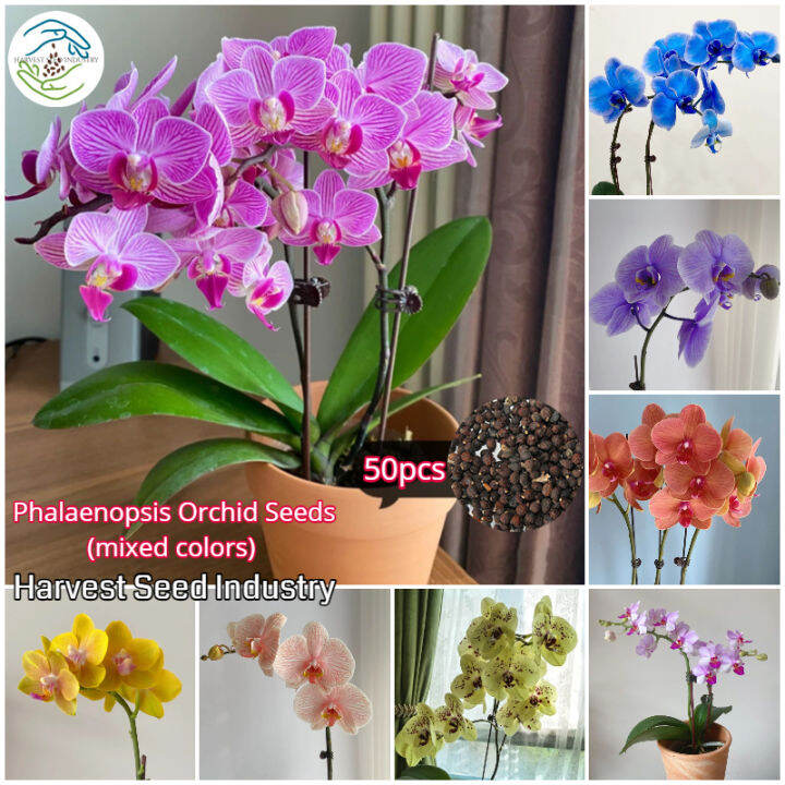 [Fast Germination] 50pcs Mixed Colors Phalaenopsis Orchid Plant Seed Flower Seeds for Planting