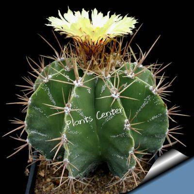 Plants Center พร้อมส่ง กระบองเพชร แคคตัส cacuts  Astrophytum ornatum (ไม้นำเข้า) seeding