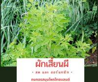 ผักเสี้ยนผีสด 1กิโลละ 79 บาท ช่วยเจริญธาตุไฟในร่างกาย (ทั้งต้น) ·สมุนไพรข้างทาง ดีจัง