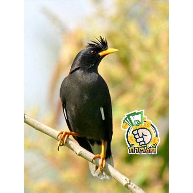 smart-heart-อาหารนก-นกขุนทอง-นกเอี้ยง-เพิ่มภูมิ-ขนสวย-400g-by-กำตังค์