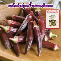 เมล็ดพันธุ์ กระเจี๊ยบมอญ ฝักแดง Red Burgundy Okra Seed กระเจี๊ยบเขียวฝักแดง นำเข้าจากต่างประเทศ (ซื้อ10 แถม1 คละได้)