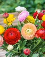 50 เมล็ดพันธุ์ Plant Seeds เมล็ด เมล็ดพันธุ์ Plant Seeds buttercup ดอกบัตเตอร์คัพ (Ranunculus) Seeds อัตราการงอก 80-85%.