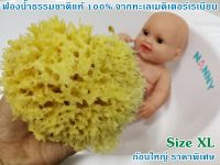 ฟองน้ำธรรมชาติแท้ 100% ใช้สำหรับอาบน้ำ-สระผม ทารกตั้งแต่แรกเกิด