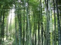 50 กรัม เมล็ดไผ่Moso ไผ่โมโซ moso bamboo Phyllostachys Pubescens ไผ่ลำเดี่ยว ไผ่ bamboo สารสกัดจากไผ่ พืชเศรษฐกิจ สายพันธุ์ไผ่ ถ่านไม้ไผ่