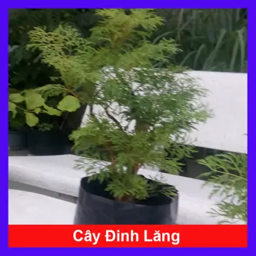 Cách trang trí đinh lăng bonsai trong nhà hoặc sân vườn?