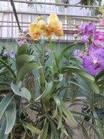 vanda กล้วยไม้แวนด้า ทูโทน ดอกใหญ่ ช่อใหญ่ จัดส่งพร้อมกระถางชำ3นิ้ว ต้นที่จำหน่ายเป็น ต้นปลูกในกระถางแขวนต้นแข็งแรงรากเดินดีแล้ว สามารถย้ายปลูกลงกระถาง ติดไม้แขวน หรือปลูกเกาะต้นไม้ได้
ข้อมูลพฤกษาศาสตร์:แวนด้าเข็มแสดลูกผสม เป็นกล้วยไม้ สกุลแวนด้ากลุ่มเด