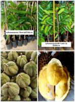 ต้นทุเรียนหมอนทอง Monthong Durian เสียบยอด 70 CM- 1เมตร ต้นแข็งแรง พร้อมปลูกลงหลุม