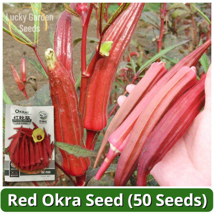 High Yield Red Okra Seeds for Planting Vegetable Plants (50 Seed) 红秋葵种子