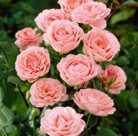 30 เมล็ด เมล็ดพันธุ์ กุหลาบมอญ สีโอรส Rose Seed ดอกใหญ่ ดอกหอม นำเข้าจากต่างประเทศ Garden Seeds