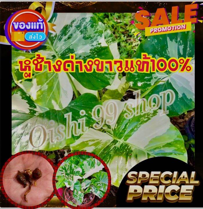 สินค้าขายดีมาแรง-ไข่หูช้างด่างขาว-โปรพิเศษ2ไข่-แพ็ค-มาจากแม่พันธุ์หูช้างด่างขาวแท้-100-ราคาโปรประหยัด-พิเศษจำนวนจำกัด