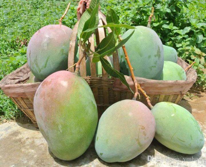 bag Mango seeds,mini mango tree seeds,bonsai tree fruits