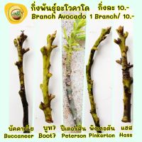 กิ่งพันธุ์อะโวคาโด 4 กิ่ง 30บาท/ สินค้ามีพร้อมส่ง / มีตัวเลือกด้านล่าง( Branch Avocado 30.- for 4 Branch- There are options below.