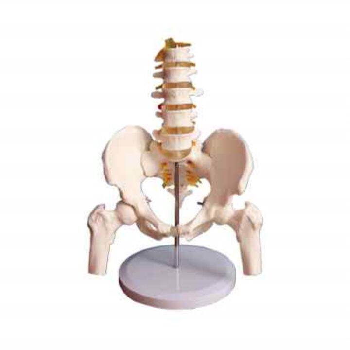 section-5-lumbar-with-pelvic-skeleton-model-human-body-skeleton-model-simulation-bonesetting-assembled-medical-reality-teaching