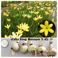 บัวดิน คิงส์แรมซั่ม (King Ransom) ดอกบัวดินสีเหลือง 5 หัว