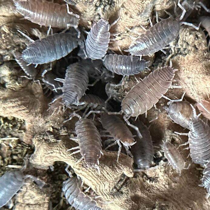 Isopod Porcellionides Pruinosus Powder Blue/Orange Lazada