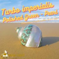 Andaman seashell เปลือกหอย เปลือกหอยตาวัวจอร์แดนเขียว ขัดขาว-เขียว  (Turbo imperialis)