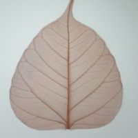 โครงใบไม้ ใบโพธิ์ สี Bo Brown (Standard Bo Skeleton Leaves)