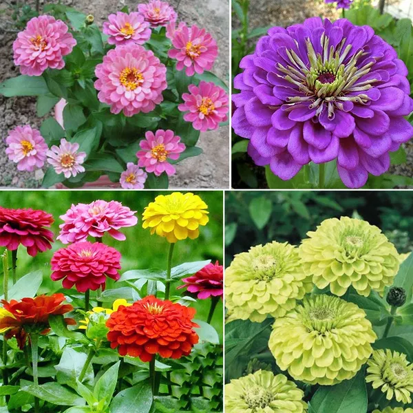 200 Zinnia Flowers Seeds Mixed Rare Beautiful Plant for the Garden & Home Bonsai
