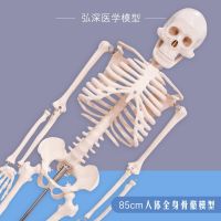 The human body skeleton model 85 cm body skeleton skeleton limbs can remove spinal orthopedic medical students teaching activities