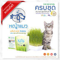 ? สินค้า ORGANIC For Pets ปลอดสารเคมี ด้วยวัตถุดิบจากธรรมชาติ ชุดพร้อมปลูกต้นอ่อนข้าวสาลี