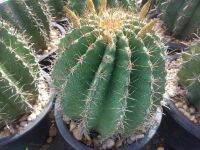 เมล็ดกระบองเพชร เฟโร่เล็บเหยี่ยว  Ferocactus 200 + เมล็ด