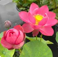 5 เมล็ดพันธุ์ บัว สายพันธุ์ LITTLE LONGEVITY STAR LOTUS SMALL PLANT สีแดง เพาะปลูกและเก็บเมล็ดในไทย ขยายพันธุ์ในไทยได้ สายพันธุ์นิยมปลูกในอเมริกา