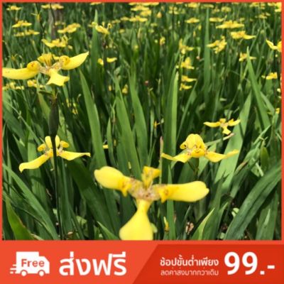 พร้อมส่ง โปรโมชั่น ต้นดอกไอริส สีเหลือง Iris ส่งทั่วประเทศ พรรณ ไม้ น้ำ พรรณ ไม้ ทุก ชนิด พรรณ ไม้ น้ำ สวยงาม พรรณ ไม้ มงคล
