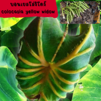 1 ต้น colocasia yellow widow หรือราชินีฟาโรห์เหลือง กระดูกใบเหลืองสวย เด่น ส่งแบบตัดใบออก สินค้าพร้อมจัดส่ง